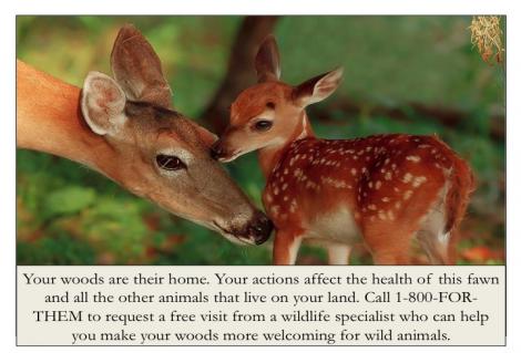 mother deer and fawn